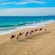 Guests riding camels led by guides along a shoreline in Cabo San Lucas, Mexico